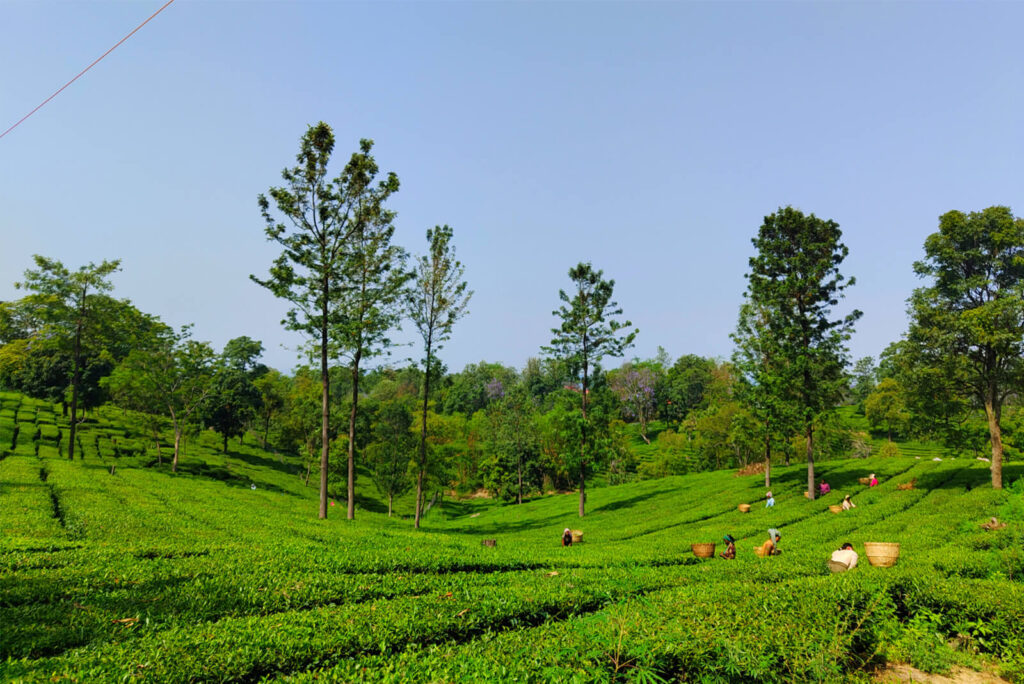 9 Must Visit Places to Visit in Palampur - Tea Gardens and Pine Forests In Palampur