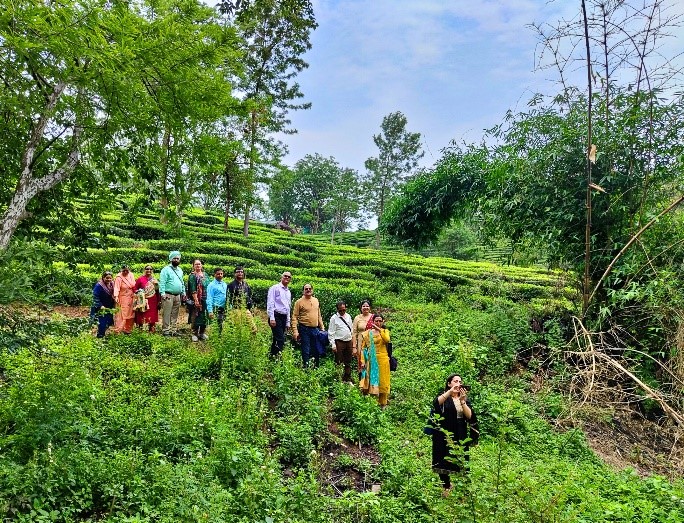 Tea Garden Tour