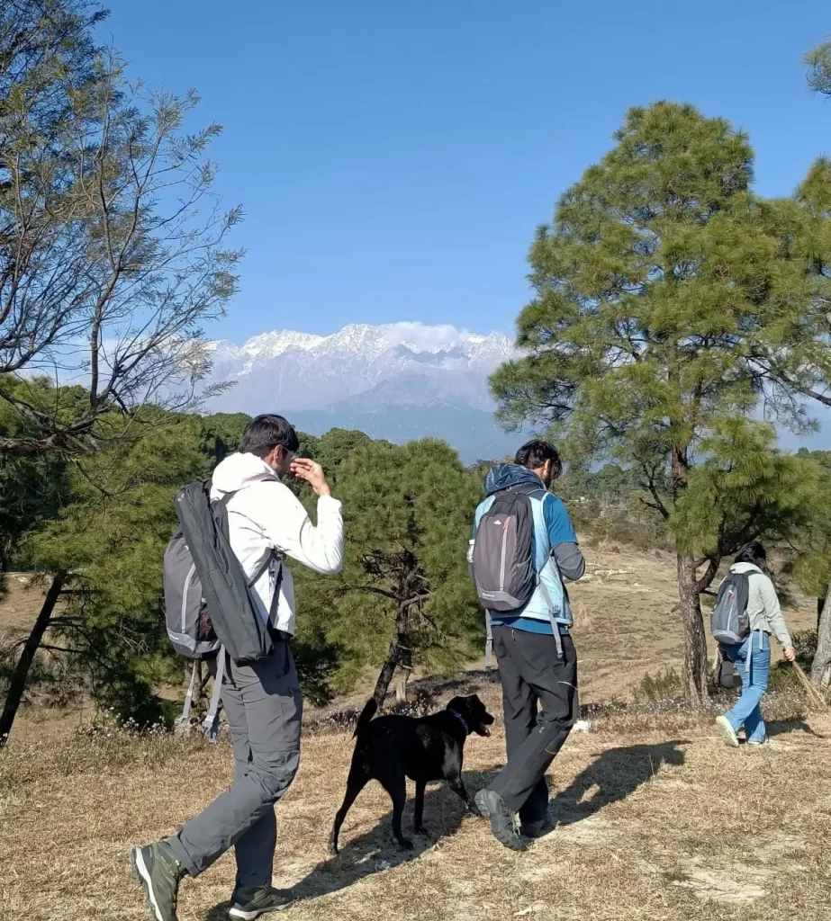 9 Must Visit Places to Visit in Palampur- Pine Forests In Palampur