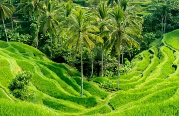 Bali 5 Nights (11)