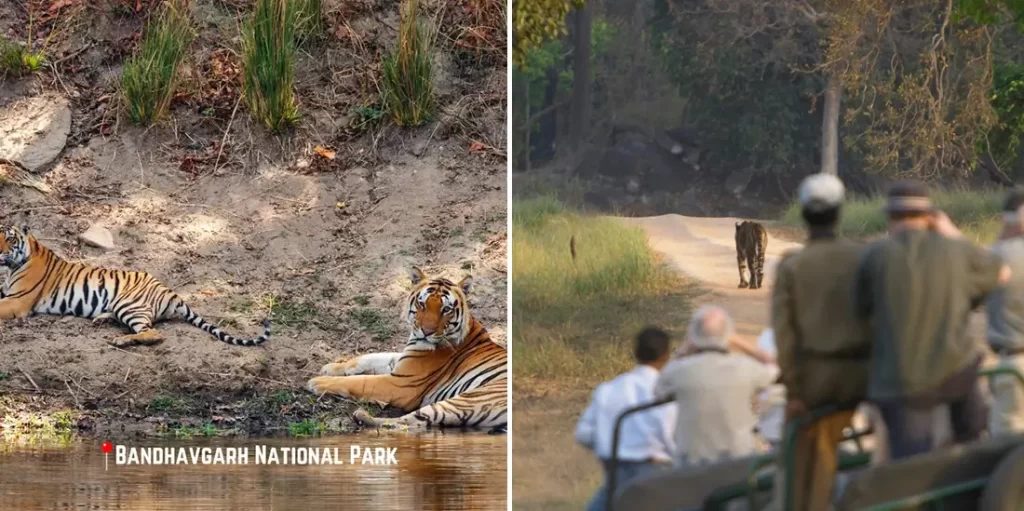 Central India holiday - Bandhavgarh National Park Tour