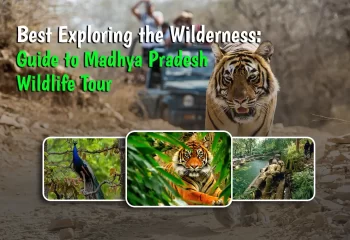 Exploring the Wilderness Guide to Madhya Pradesh Wildlife Tour