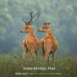 Madhya Pradesh Wildlife Tour - Deer Spotting at Kanha National Park