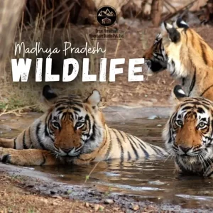 Madhya Pradesh Wildlife Tour - Tiger Sighting