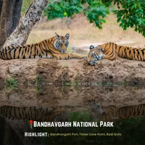 Tiger Sighting at Bandhavgarh National Park