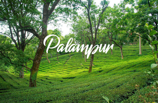 Palmapur Tour