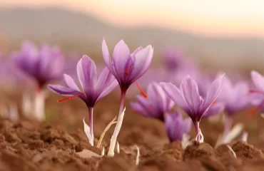 Saffron farm