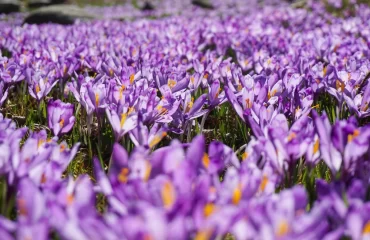 Saffron farming